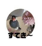 桜文鳥わすけライトビジネスわす（個別スタンプ：5）