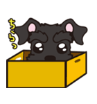 黒シュナといっしょに（個別スタンプ：1）