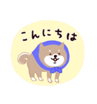 ◯SHIBAINUさん◯年中使える！（個別スタンプ：10）