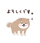 ◯SHIBAINUさん◯年中使える！（個別スタンプ：14）