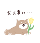 ◯SHIBAINUさん◯年中使える！（個別スタンプ：19）