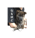 我が黒い顔の犬の日常（個別スタンプ：3）