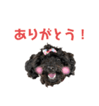 使える！黒ぷー第2弾！（個別スタンプ：1）