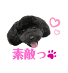使える！黒ぷー第2弾！（個別スタンプ：5）