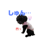 使える！黒ぷー第2弾！（個別スタンプ：11）