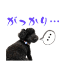 使える！黒ぷー第2弾！（個別スタンプ：18）