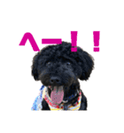 使える！黒ぷー第2弾！（個別スタンプ：19）