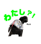 使える！黒ぷー第2弾！（個別スタンプ：24）