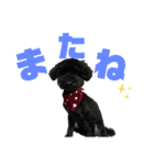 使える！黒ぷー第2弾！（個別スタンプ：29）