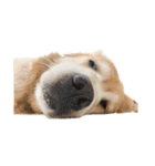 柴犬とゴールデン（個別スタンプ：1）