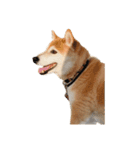 柴犬とゴールデン（個別スタンプ：2）