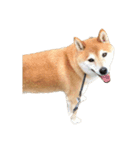 柴犬とゴールデン（個別スタンプ：3）