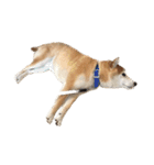 柴犬とゴールデン（個別スタンプ：4）