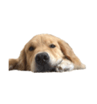 柴犬とゴールデン（個別スタンプ：5）