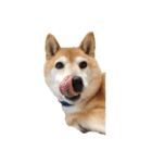 柴犬とゴールデン（個別スタンプ：7）