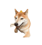 柴犬とゴールデン（個別スタンプ：8）
