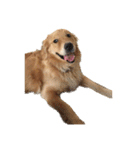 柴犬とゴールデン（個別スタンプ：9）