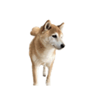 柴犬とゴールデン（個別スタンプ：10）