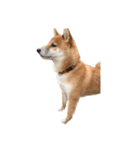 柴犬とゴールデン（個別スタンプ：11）