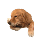 柴犬とゴールデン（個別スタンプ：12）