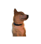 柴犬とゴールデン（個別スタンプ：13）