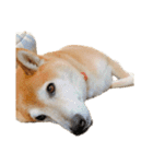 柴犬とゴールデン（個別スタンプ：15）