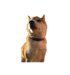 柴犬とゴールデン（個別スタンプ：16）