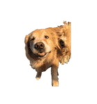 柴犬とゴールデン（個別スタンプ：17）