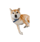 柴犬とゴールデン（個別スタンプ：18）