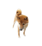 柴犬とゴールデン（個別スタンプ：20）