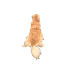 柴犬とゴールデン（個別スタンプ：21）