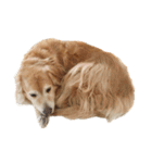 柴犬とゴールデン（個別スタンプ：22）
