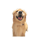 柴犬とゴールデン（個別スタンプ：23）