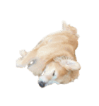 柴犬とゴールデン（個別スタンプ：24）