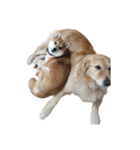 柴犬とゴールデン（個別スタンプ：25）
