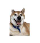 柴犬とゴールデン（個別スタンプ：26）