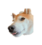 柴犬とゴールデン（個別スタンプ：27）