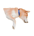 柴犬とゴールデン（個別スタンプ：28）