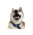 柴犬とゴールデン（個別スタンプ：29）