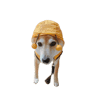 柴犬とゴールデン（個別スタンプ：30）