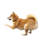 柴犬とゴールデン（個別スタンプ：31）