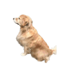 柴犬とゴールデン（個別スタンプ：32）