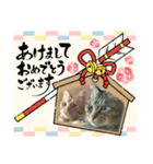 北の国ニャンコオールスターズ・春夏秋冬篇（個別スタンプ：4）