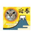北の国ニャンコオールスターズ・春夏秋冬篇（個別スタンプ：5）