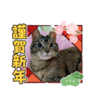 北の国ニャンコオールスターズ・春夏秋冬篇（個別スタンプ：9）