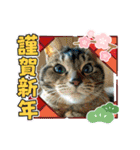 北の国ニャンコオールスターズ・春夏秋冬篇（個別スタンプ：10）