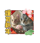北の国ニャンコオールスターズ・春夏秋冬篇（個別スタンプ：11）