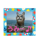 北の国ニャンコオールスターズ・春夏秋冬篇（個別スタンプ：24）