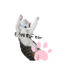 コロタローと愉快な仲間たち（個別スタンプ：2）