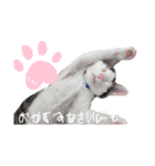 コロタローと愉快な仲間たち（個別スタンプ：4）